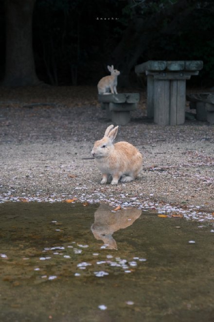 点击大图看下一张：春天里的小兔子图片