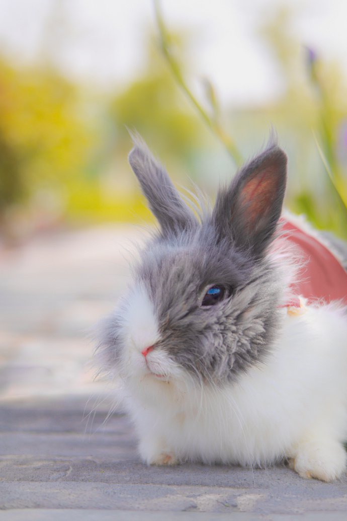 点击大图看下一张：一组超可爱软萌的小兔子