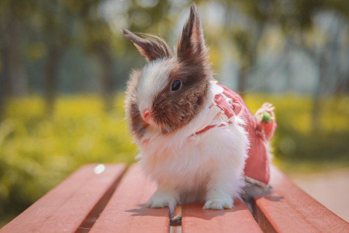 点击大图看下一张：一组超可爱软萌的小兔子