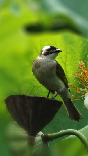 点击大图看下一张：荷塘的鸟儿图片