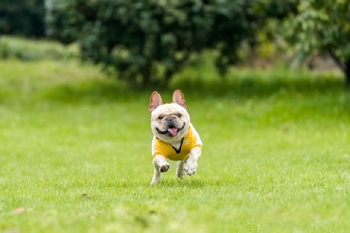 点击大图看下一张：穿着时尚衣服的斗牛犬图片