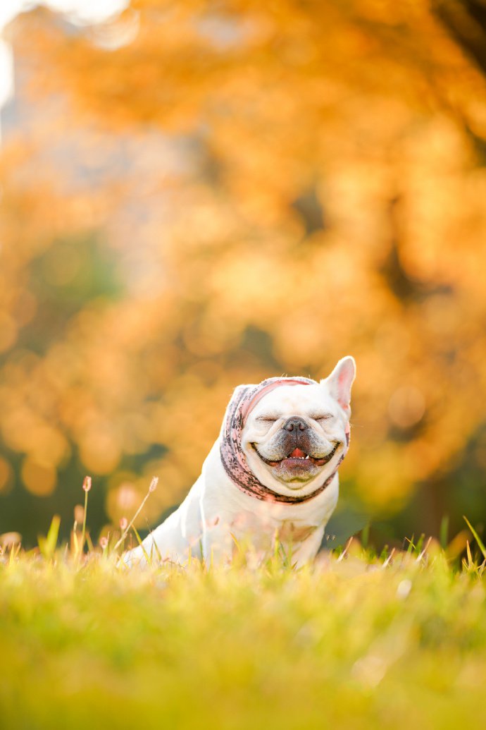 点击大图看下一张：笑容超治愈的斗牛犬图片