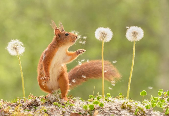 点击大图看下一张：一组喜欢花花的小松鼠图片