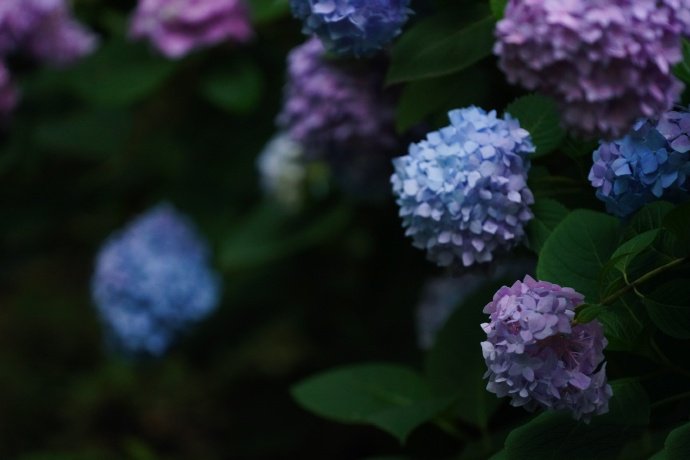 点击大图看下一张：一组莫奈的花园的绣球花图片