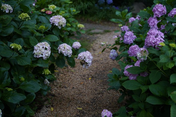 点击大图看下一张：一组莫奈的花园的绣球花图片