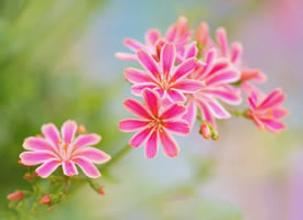 清新淡雅的花卉摄影作品欣赏