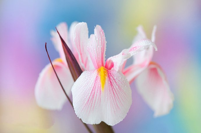 点击大图看下一张：清新淡雅的花卉摄影作品欣赏