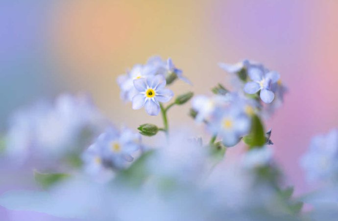 点击大图看下一张：清新淡雅的花卉摄影作品欣赏