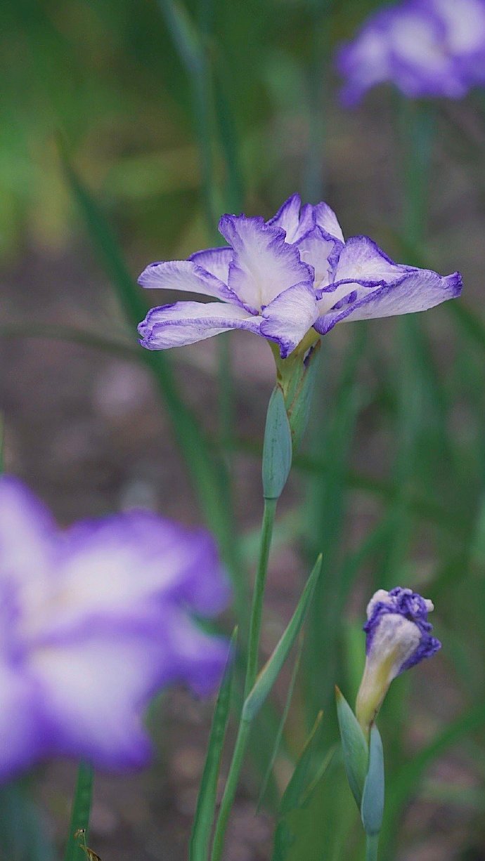 点击大图看下一张：初夏·鸢尾蓝紫色的诱惑