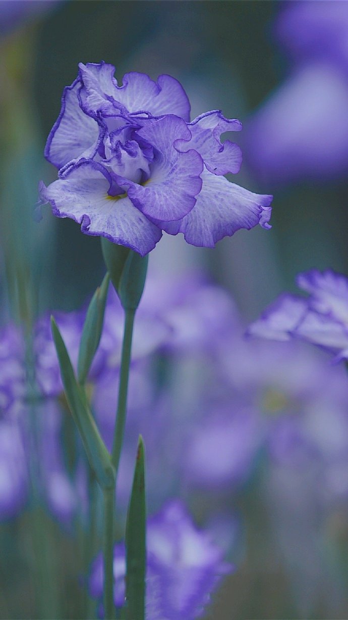 点击大图看下一张：初夏·鸢尾蓝紫色的诱惑