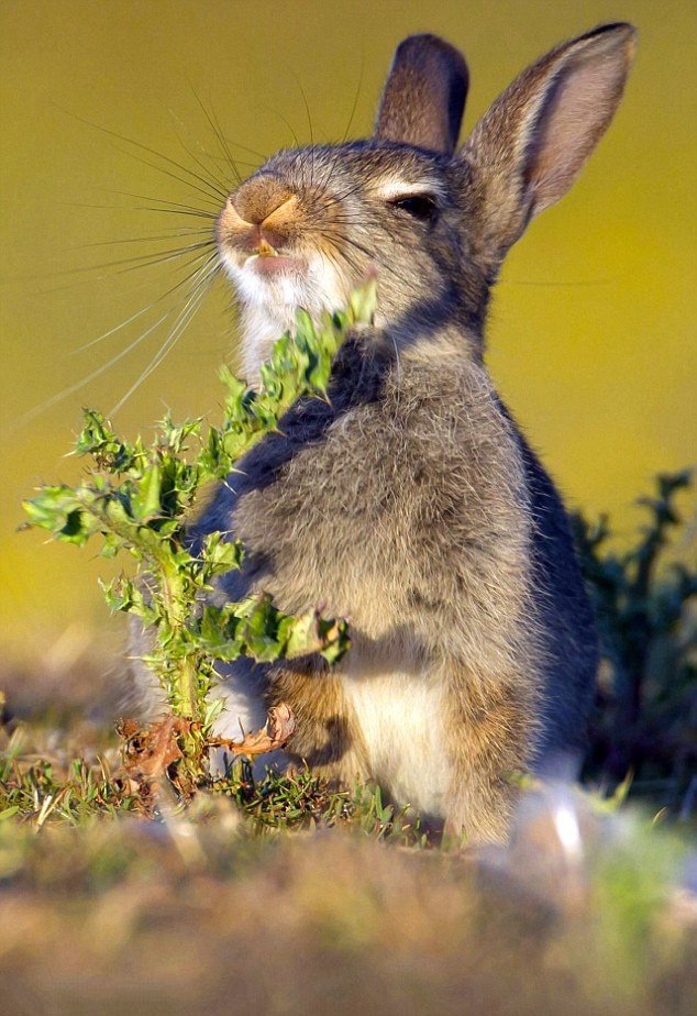 点击大图看下一张：一只小兔子饥不择食的吃草