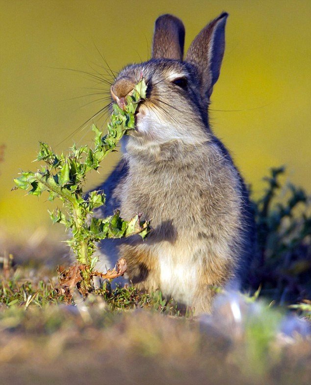 点击大图看下一张：一只小兔子饥不择食的吃草
