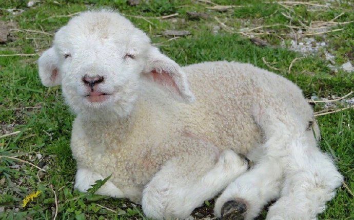 点击大图看下一张：一组超可爱奶萌的小羊