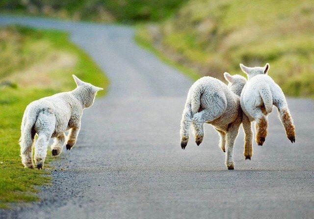 点击大图看下一张：一组超可爱奶萌的小羊