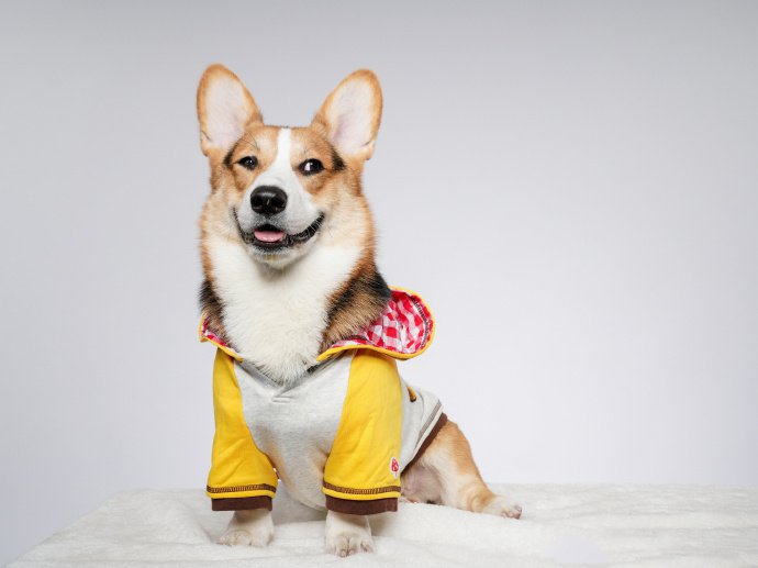 点击大图看下一张：穿着小衣服的柯基狗狗图片