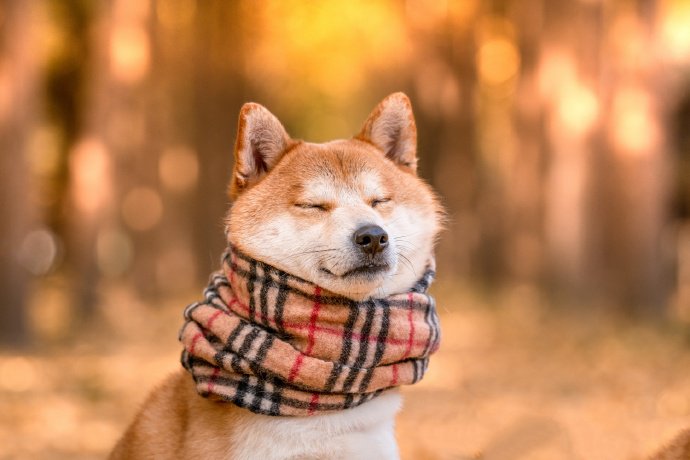 点击大图看下一张：戴围巾的可爱柴犬图片欣赏