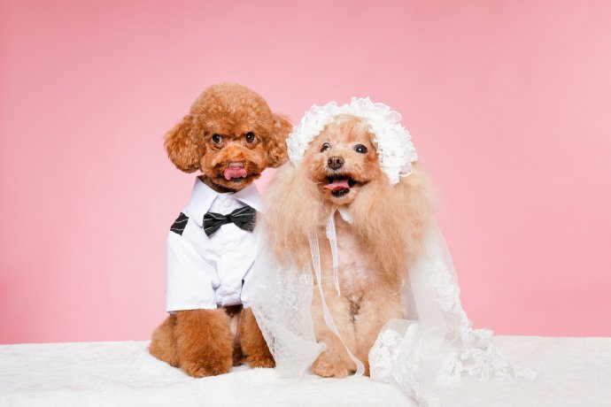 点击大图看下一张：一组可爱的泰迪婚纱照