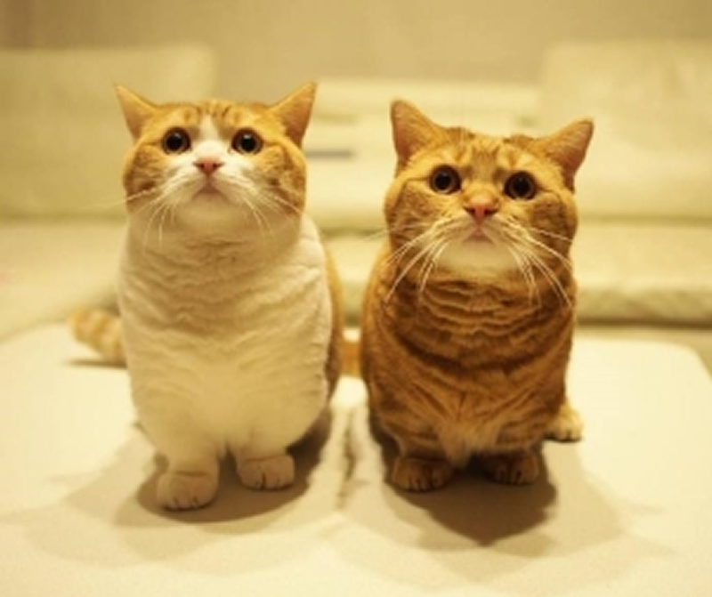 点击大图看下一张：可爱的日本短腿貓图片