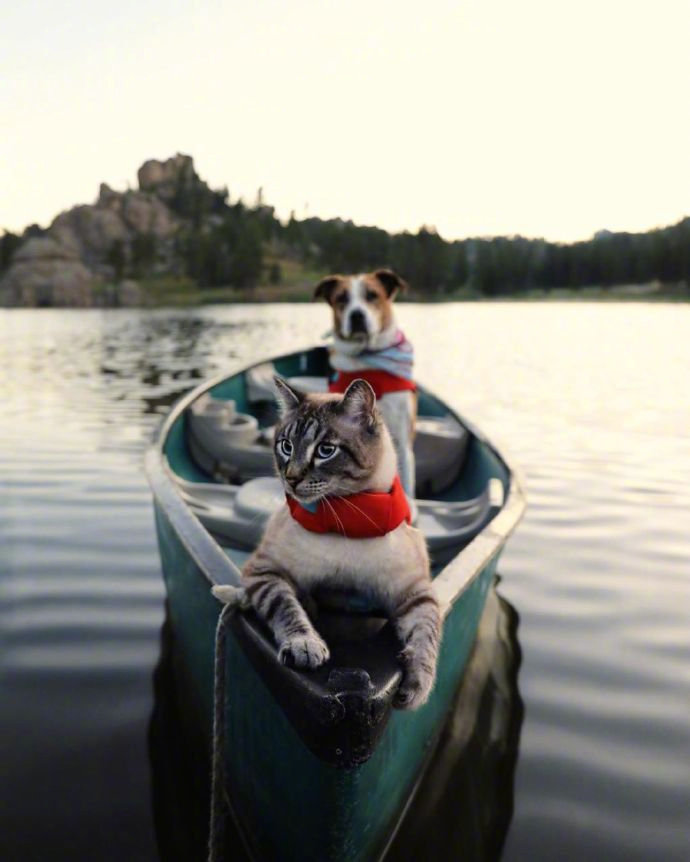 点击大图看下一张：猫猫狗狗的假日旅行