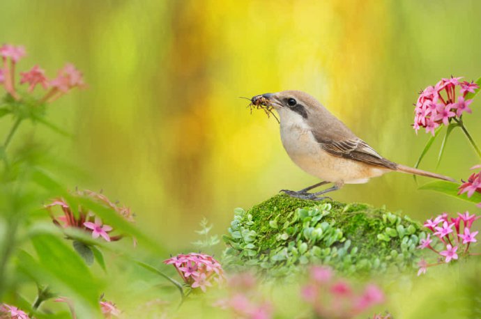 点击大图看下一张：花间可爱的小鸟图片