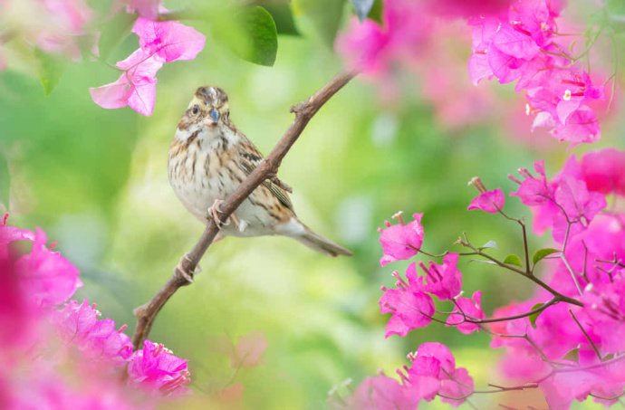 点击大图看下一张：花间可爱的小鸟图片