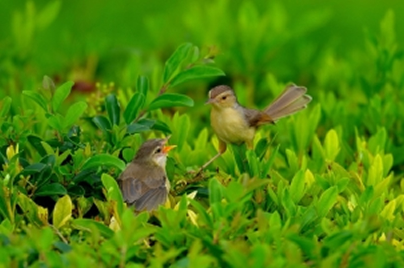 点击大图看下一张：两只可爱的小柳莺图片