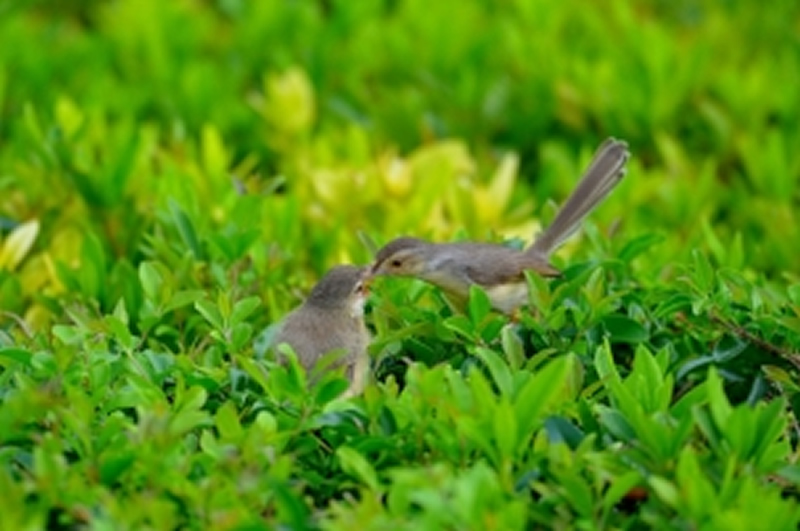 点击大图看下一张：两只可爱的小柳莺图片