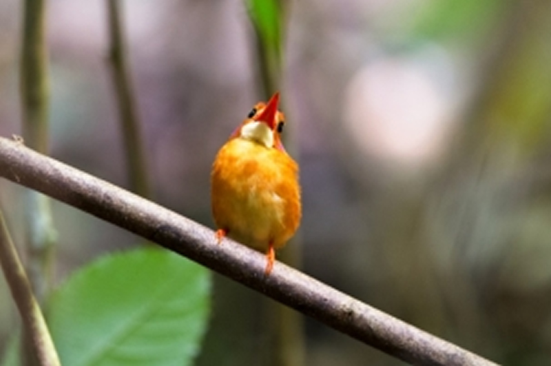 点击大图看下一张：体型小巧的三趾翠鸟图片
