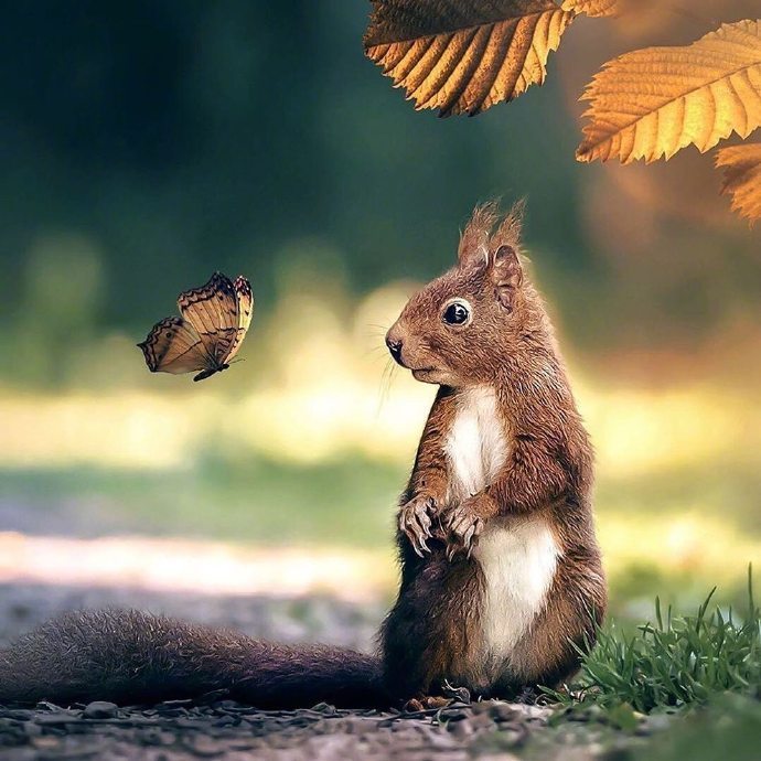 点击大图看下一张：摄影师镜头下超可爱的小松鼠