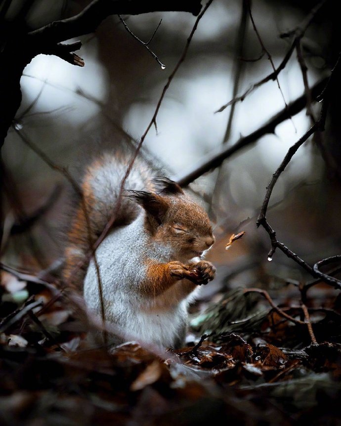 点击大图看下一张：摄影师镜头下超可爱的小松鼠