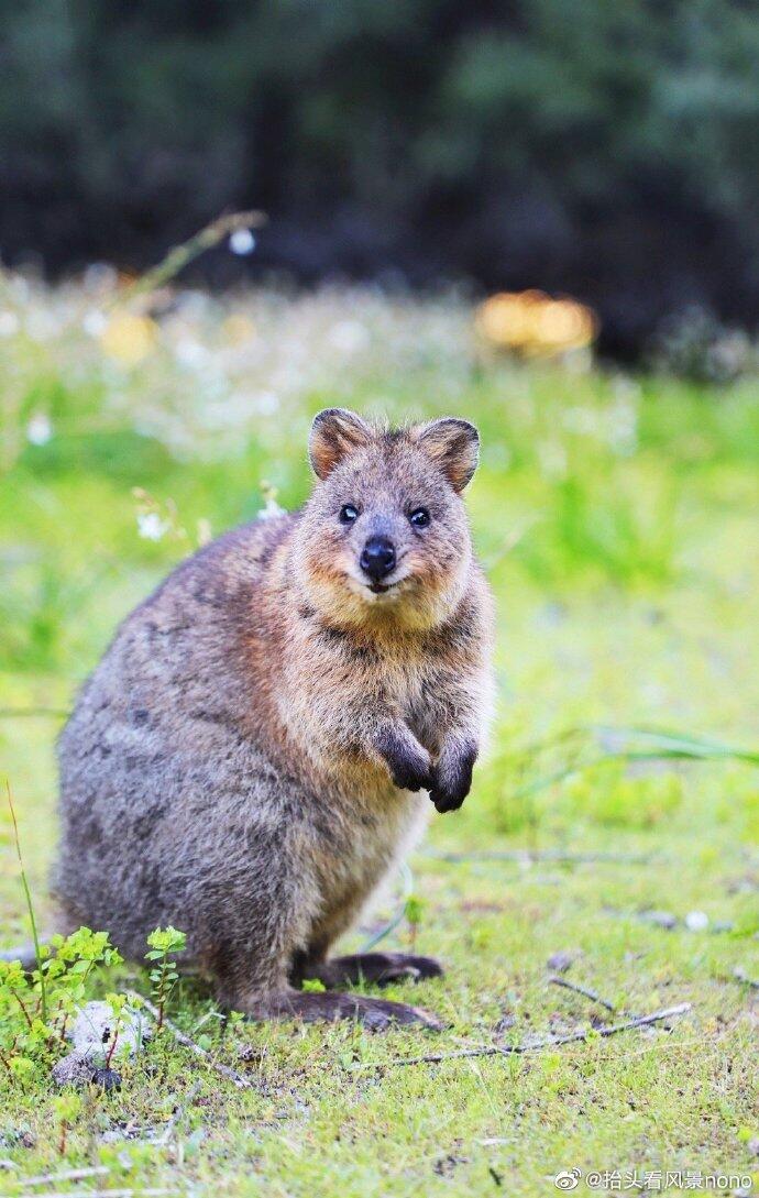 点击大图看下一张：一组超可爱憨厚的土拨鼠图片