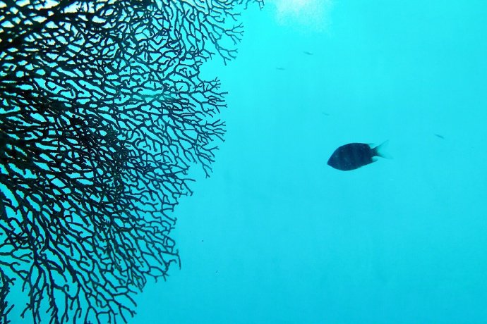 点击大图看下一张：曼妙神奇的水下鱼儿