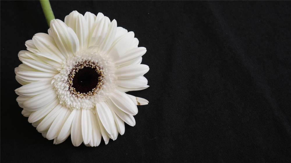 点击大图看下一张：盛开的菊花唯美高清桌面壁纸