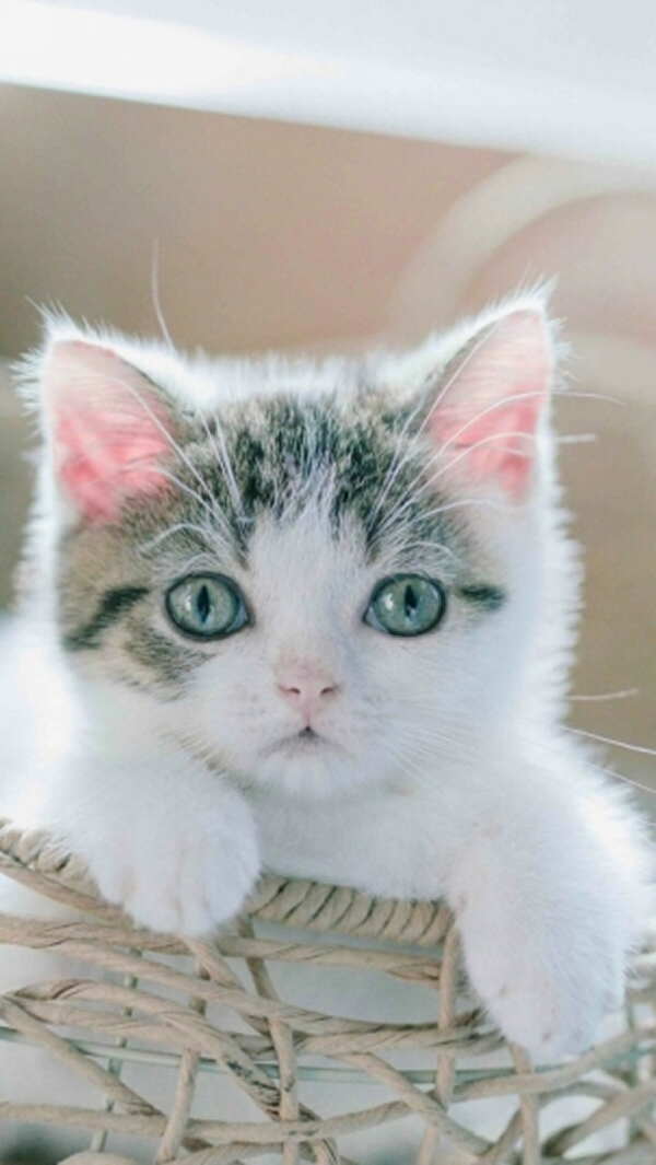 点击大图看下一张：好萌的小猫咪图片