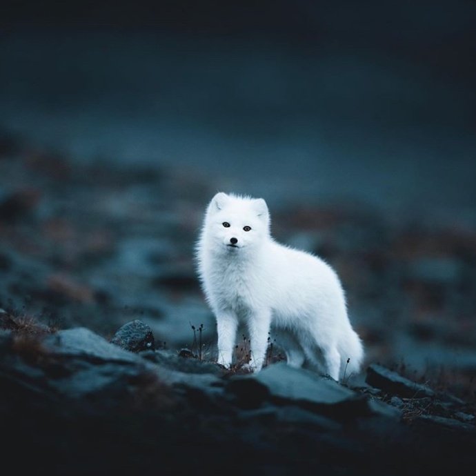 点击大图看下一张：一组仙气十足的小白狐图片