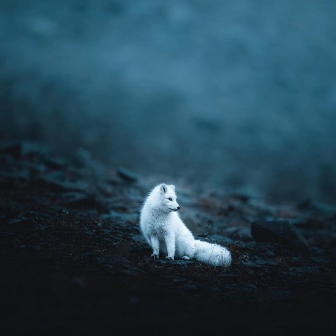 点击大图看下一张：一组仙气十足的小白狐图片