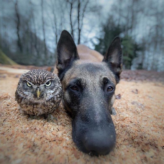 点击大图看下一张：德牧狗狗和猫头鹰的友谊