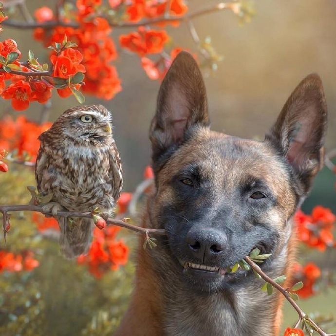 点击大图看下一张：德牧狗狗和猫头鹰的友谊