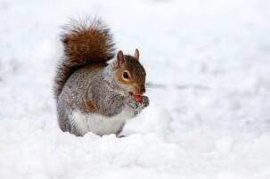 点击大图看下一张：雪地里吃东西的小松鼠图片欣赏