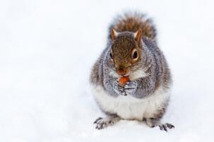 雪地里吃东西的小松鼠图片欣赏