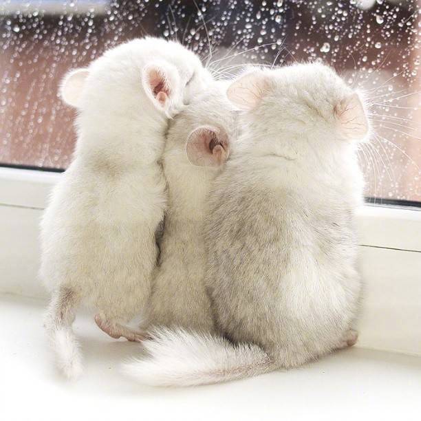 点击大图看下一张：一组超级可爱的小仓鼠图片