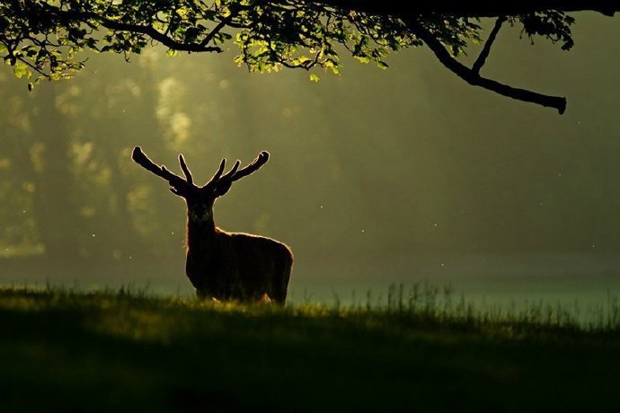 点击大图看下一张：林深时遇鹿，见者好运