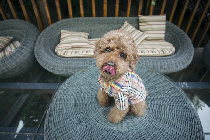点击大图看下一张：一只咖啡色超乖的泰迪狗狗