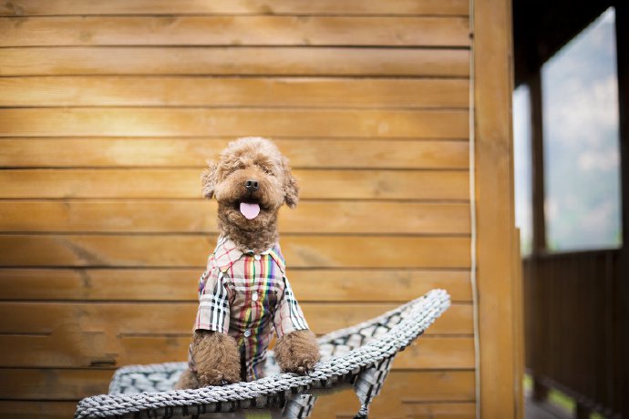 点击大图看下一张：一只咖啡色超乖的泰迪狗狗