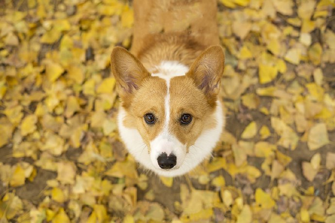 点击大图看下一张:一组顽皮可爱的柯基图片