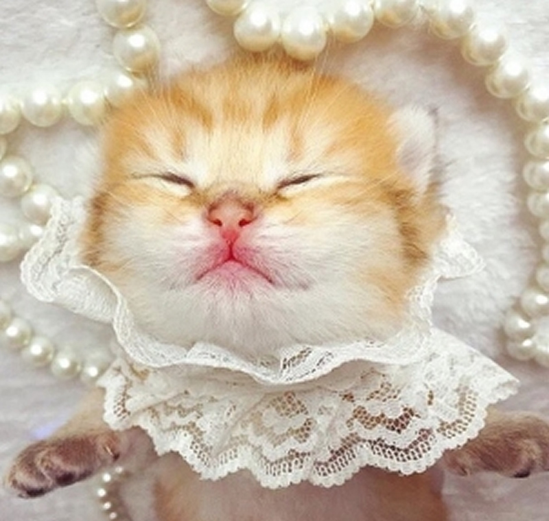 点击大图看下一张：小奶猫美美哒图片