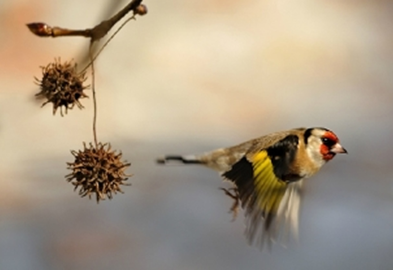点击大图看下一张:站在树上的鸟儿图片