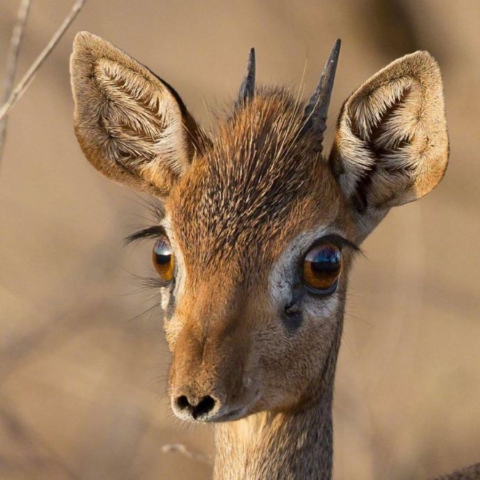 点击大图看下一张：一组野生动物可爱的眼神图片