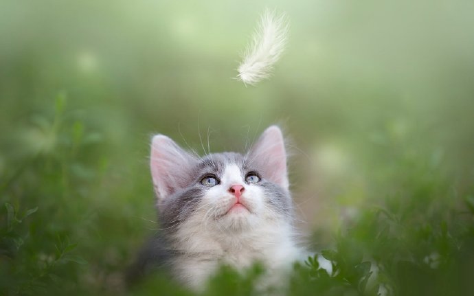 点击大图看下一张：乖巧逗乐的猫咪图片