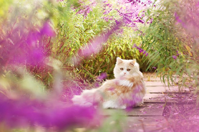 点击大图看下一张：漂亮的猫咪外景写真图片